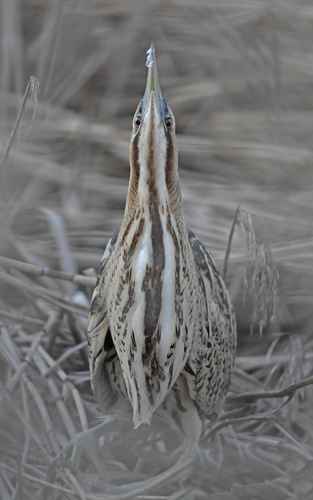 Foto de Eurasian Bittern
