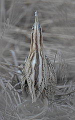 Eurasian Bittern photo 6