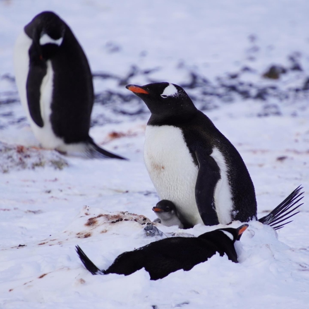 Gentoo Penguin From Antarctica General AQ On January 28 2024 At 09   Large 