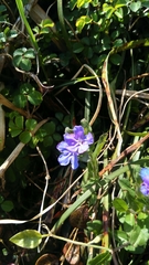Aegonychon zollingeri