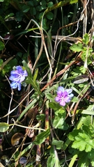 Aegonychon zollingeri