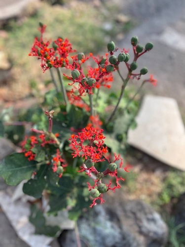 Foto de Barrigudinha