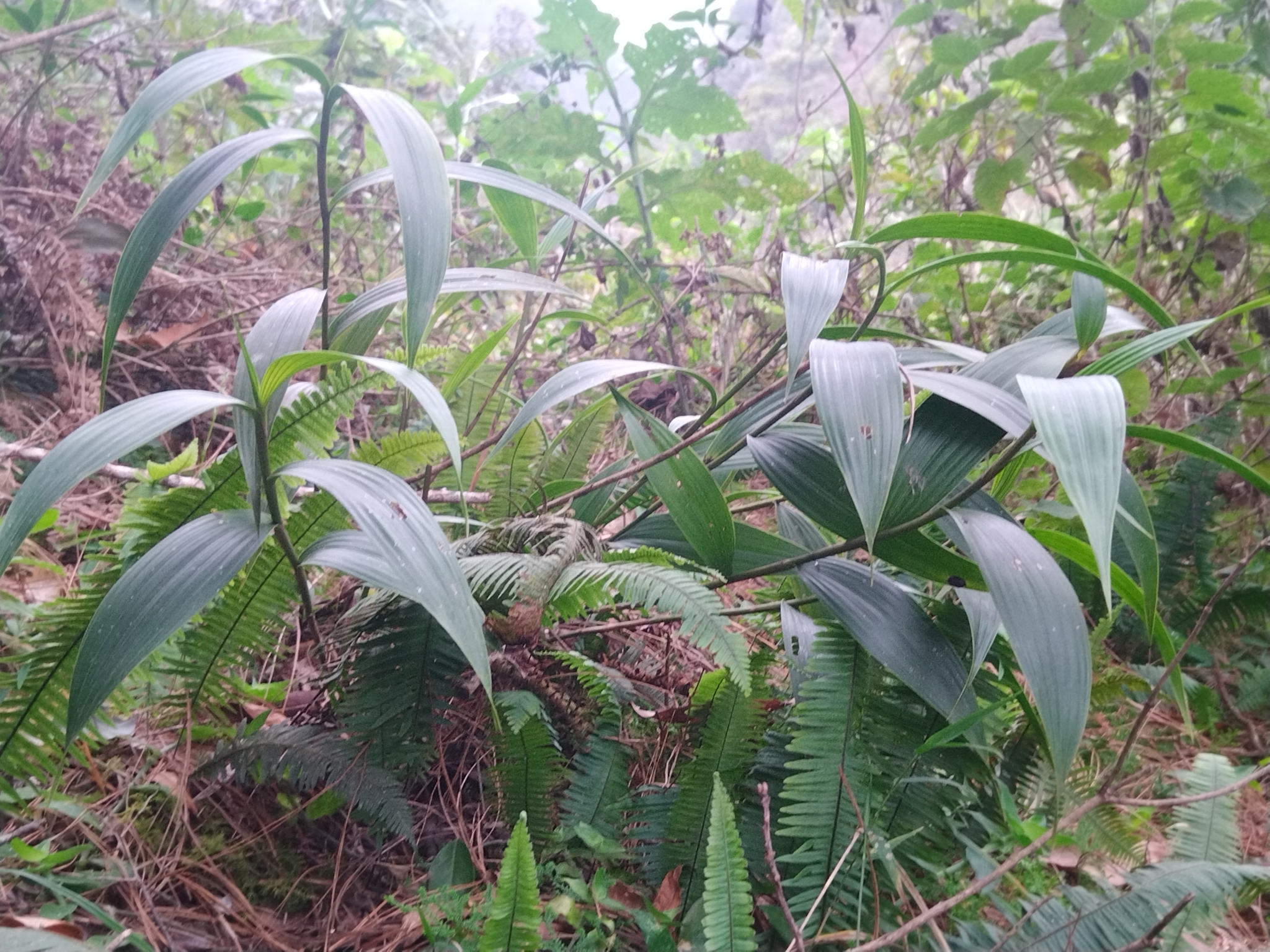 Imagem de Orquídea-da-serra