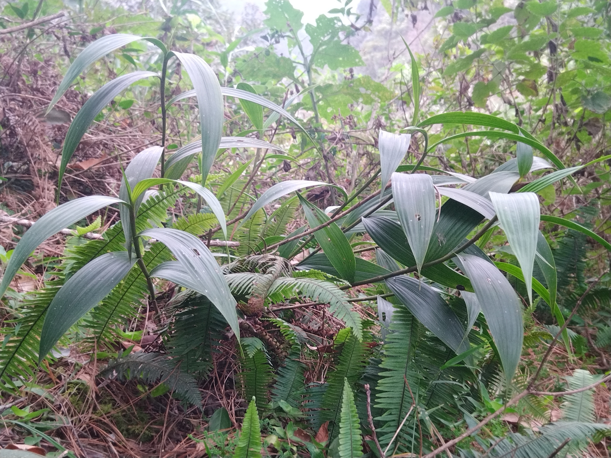 Imagem de Orquídea-da-serra