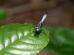 Orthetrum