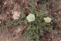 Calystegia collina venusta