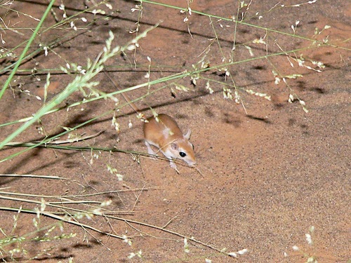 Mauritanian Gerbil (Gerbillus mauritaniae) — Data Deficient Mammalia