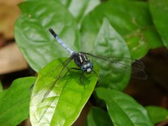 Orthetrum