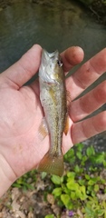 Micropterus coosae