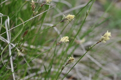 Carex inops