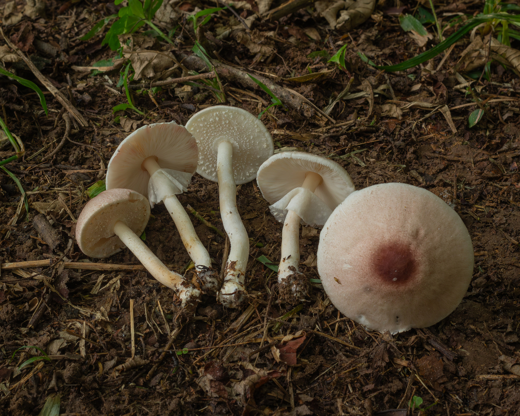 Agaricus subrufescens · January 2024 · photo: © deniszabin (iNaturalist, cc-by)