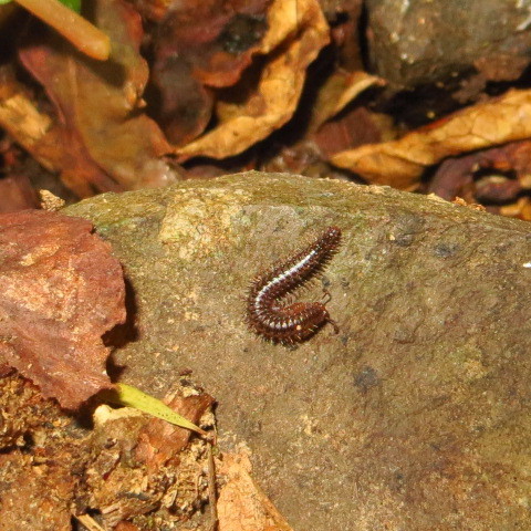 Metopidiotrichidae