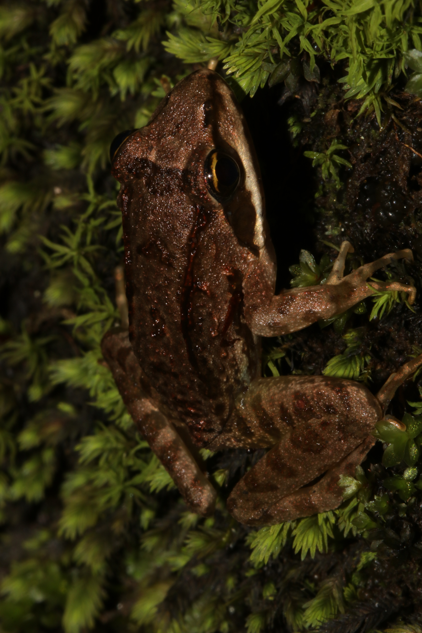 Amani River Frog