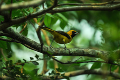 Icterus mesomelas