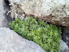 Sedum litoreum