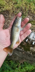Micropterus coosae