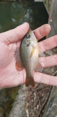 Lepomis punctatus