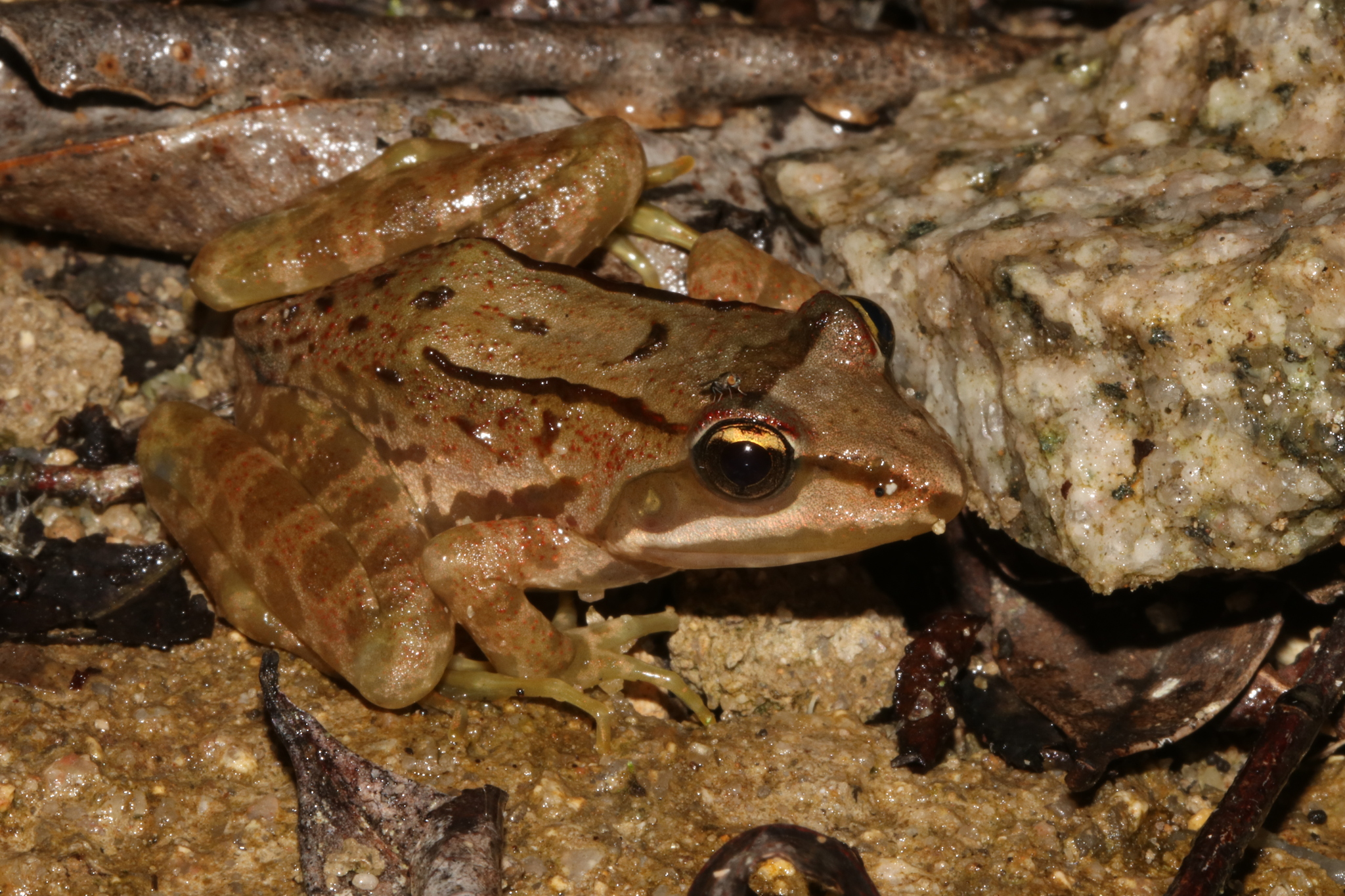 Amani River Frog photo 2