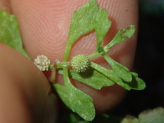 Centipeda minima minima