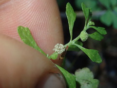 Centipeda minima minima