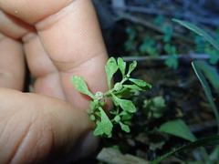 Centipeda minima minima