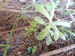 Centipeda minima minima