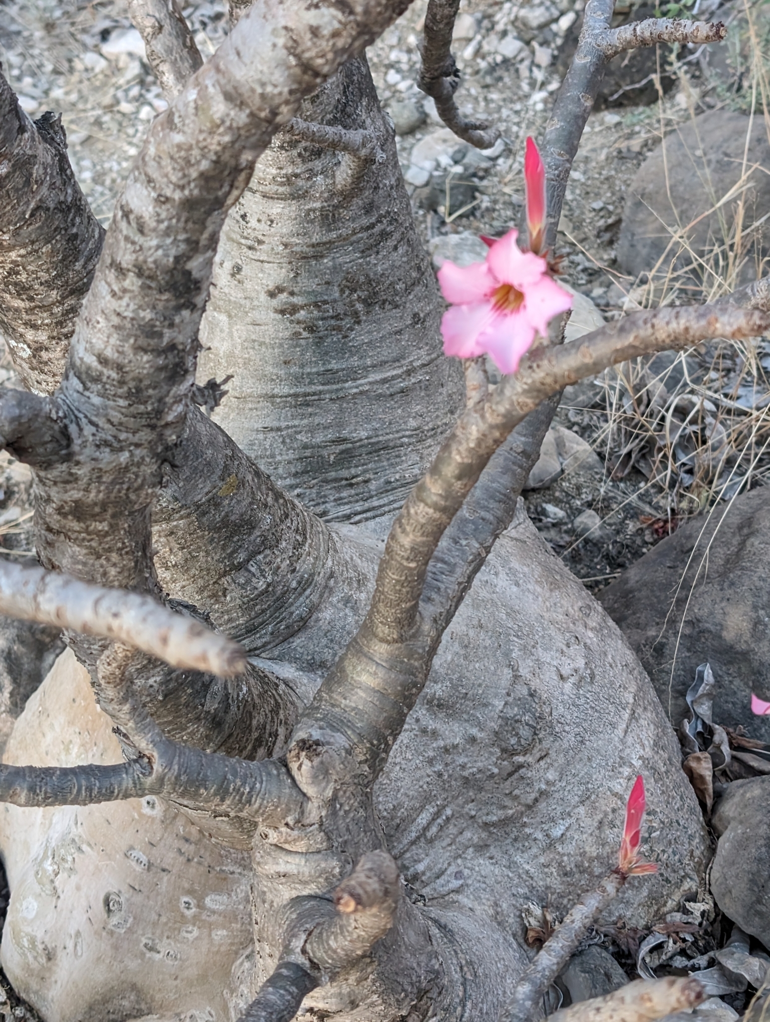 Imagem de Rosa do deserto