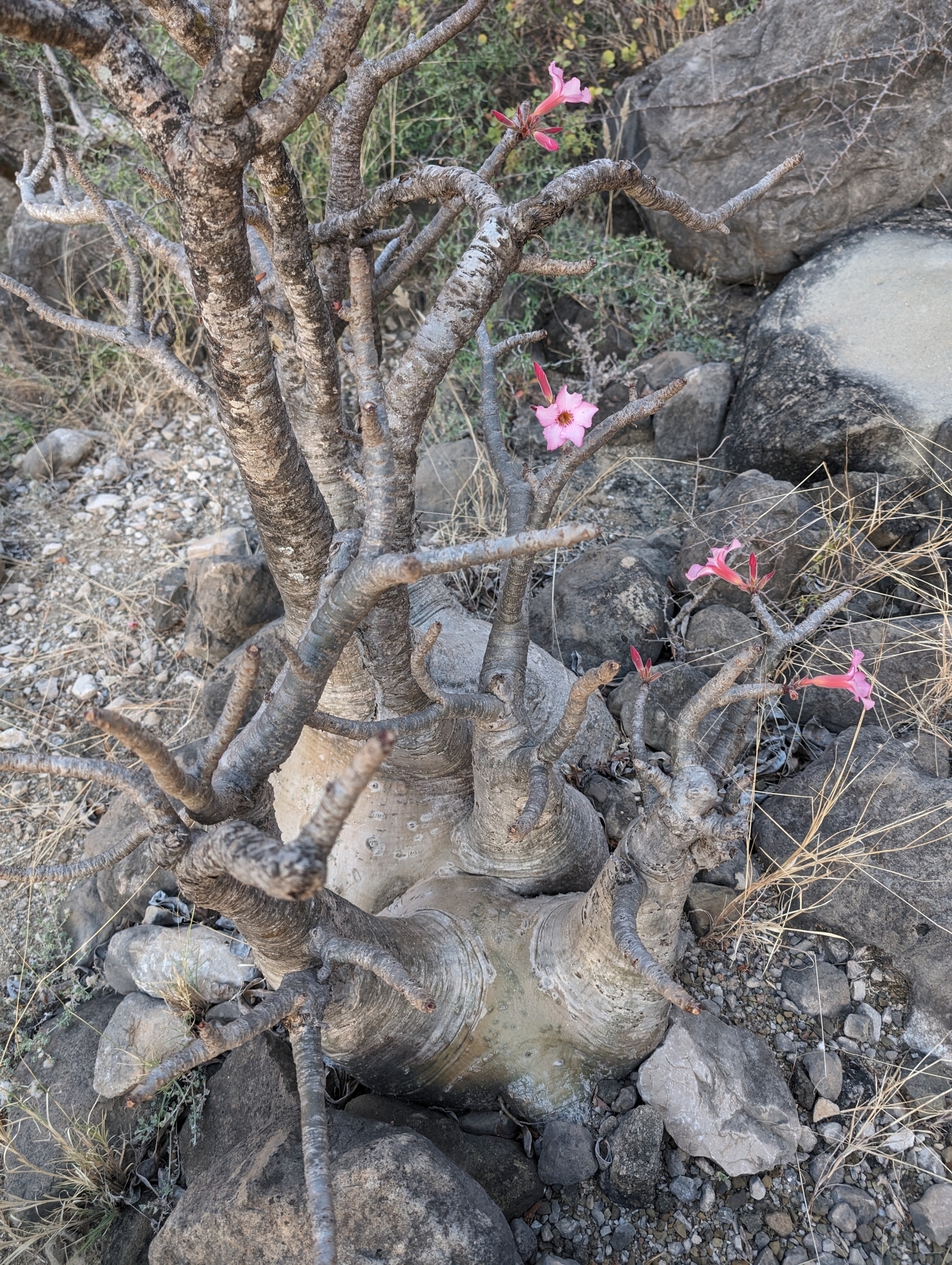 Imagem de Rosa do deserto