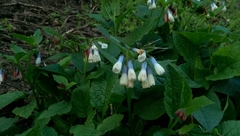 Symphytum × hidcotense