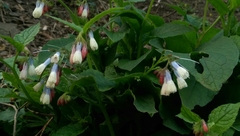 Symphytum × hidcotense