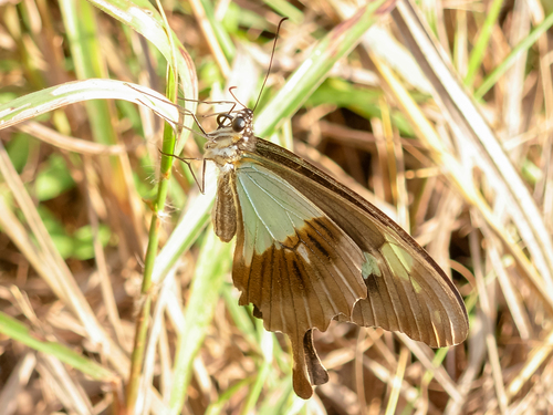 Papilio phorcas phorcas