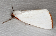 Thalaina selenaea
