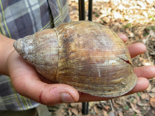 Archachatina marginata ovum