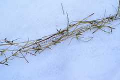 Zannichellia pedunculata