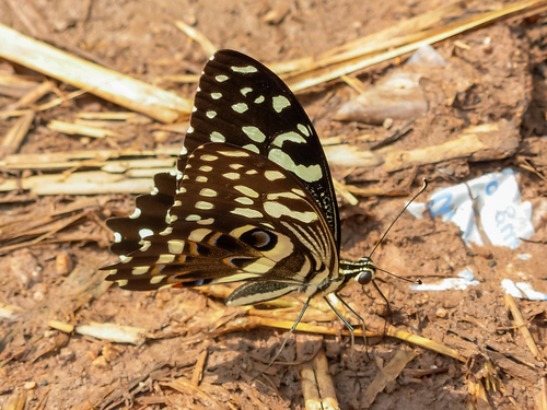 Citrus Swallowtail