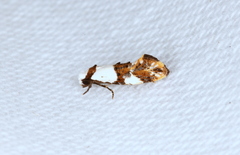 Monopis meliorella