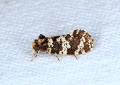 Ardiosteres moretonella
