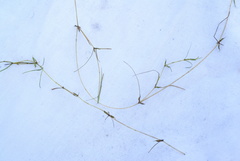 Zannichellia pedunculata