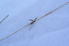 Zannichellia pedunculata