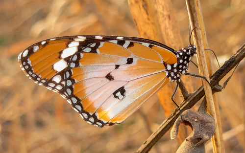 Danaus chrysippus alcippus