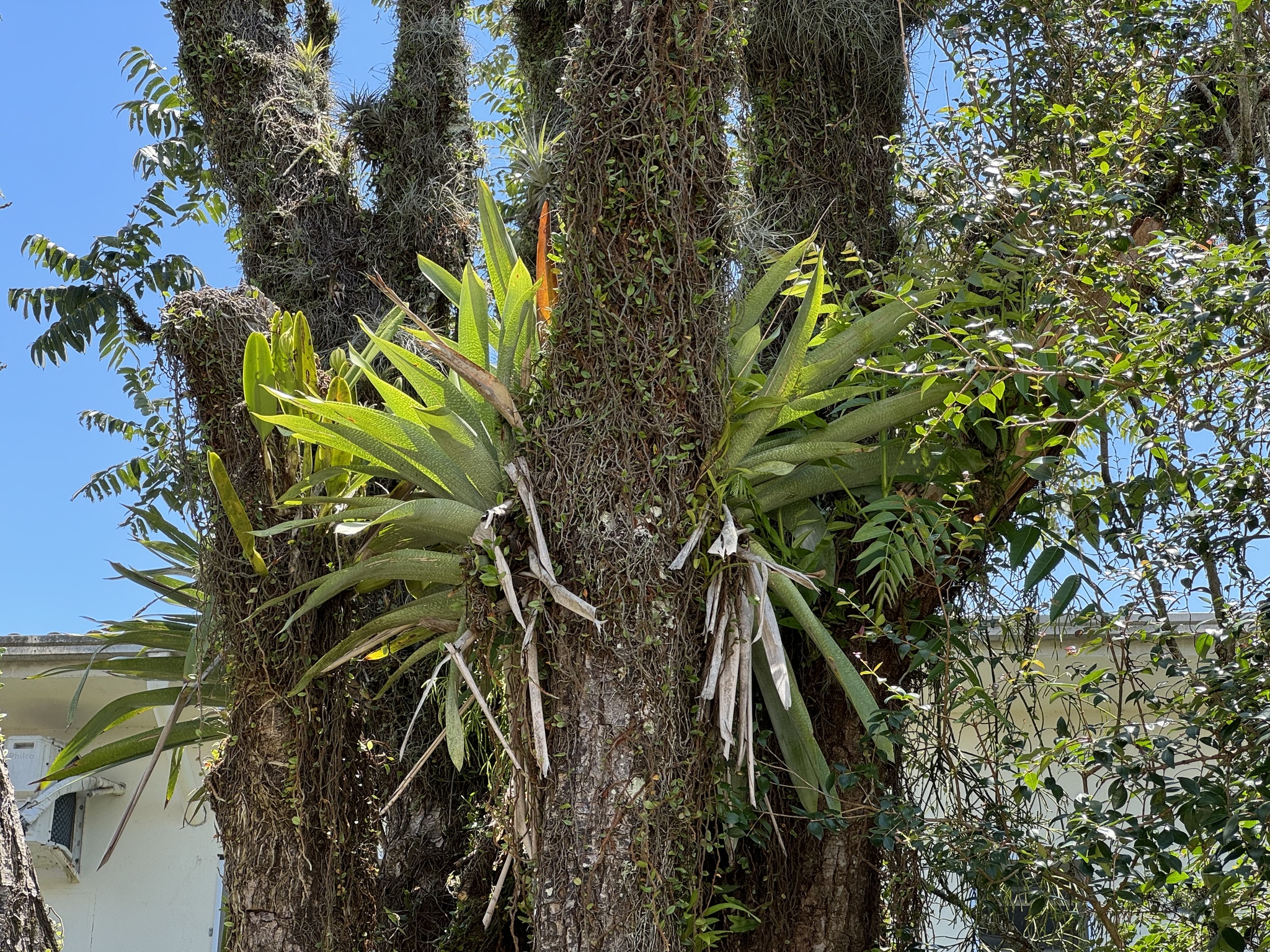 Vriesea gigantea