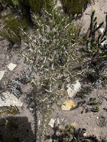 Overberg Asparagus (Asparagus mariae)