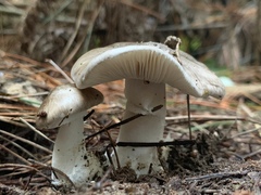 Amanita marmorata
