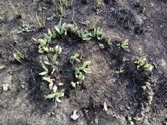 Allium nutans