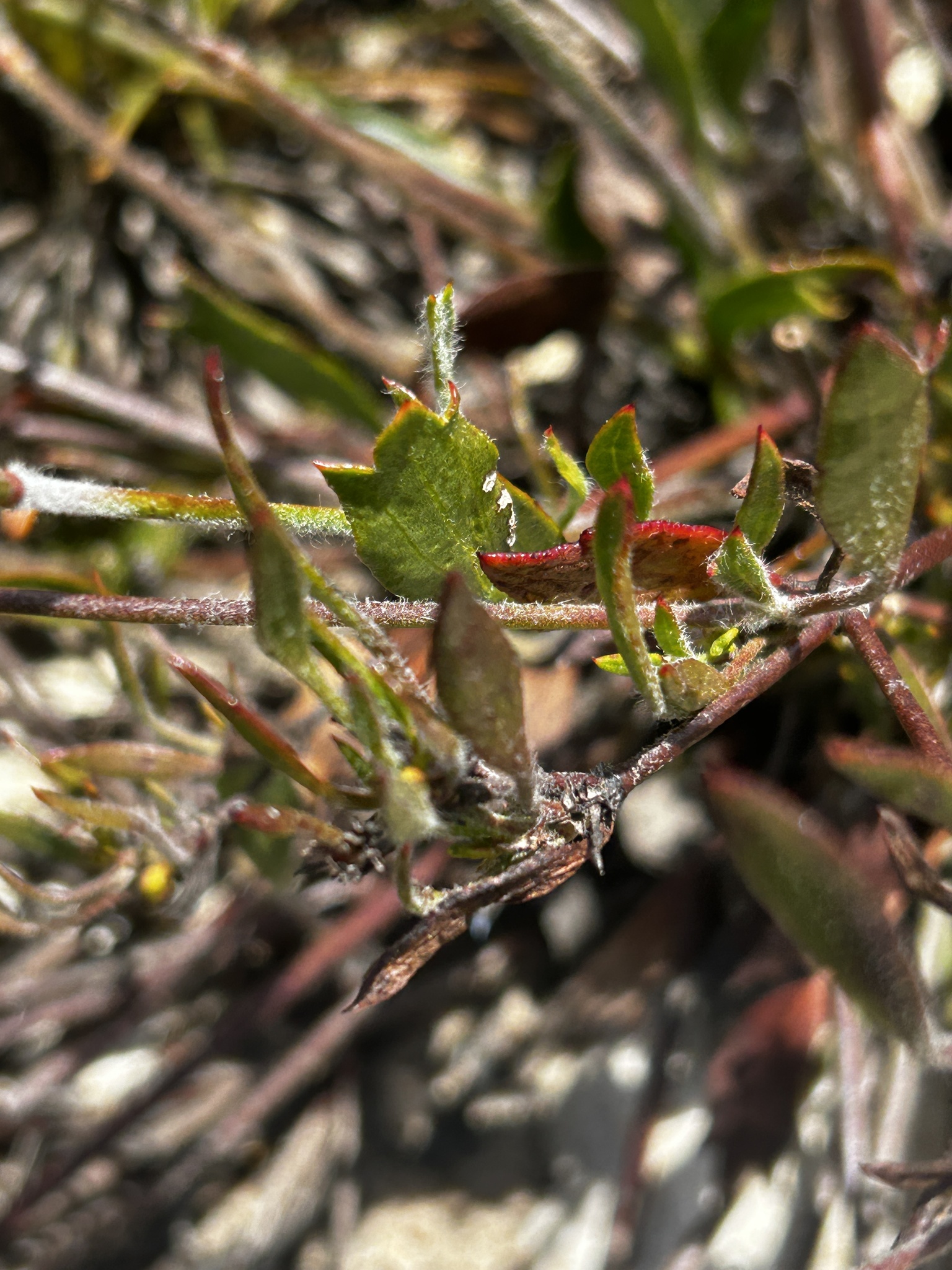Centella brachycarpa