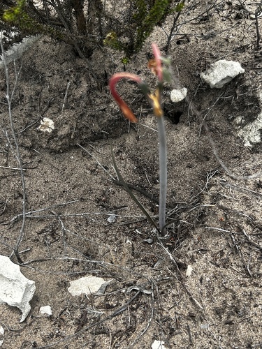 Cyrtanthus fergusoniae