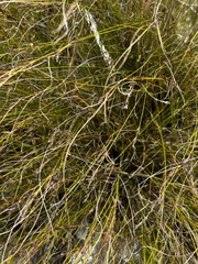 Bog Asphodel (Schoenus calceolus)