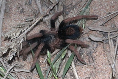 Cyriocosmus