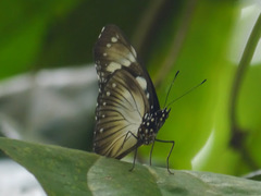 Hypolimnas anthedon anthedon