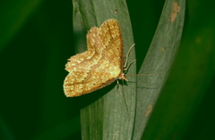 Synegia eumeleata